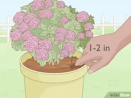 Image titled Grow Hydrangeas in a Pot Step 11