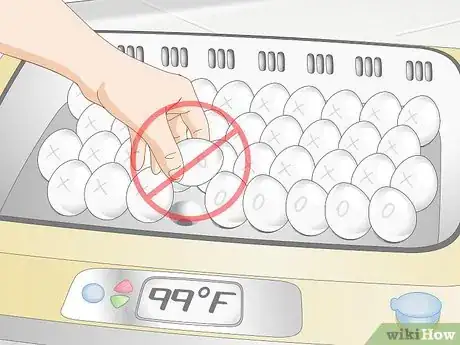 Image titled Use an Incubator to Hatch Eggs Step 22