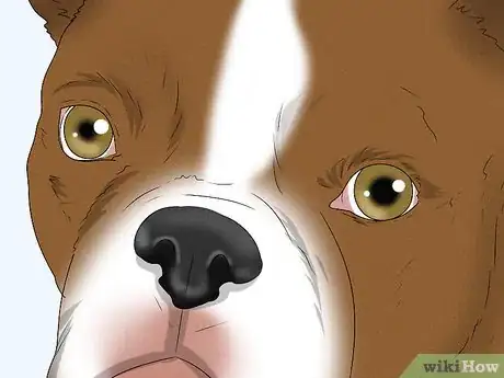 Image titled Identify a Boston Terrier Step 4