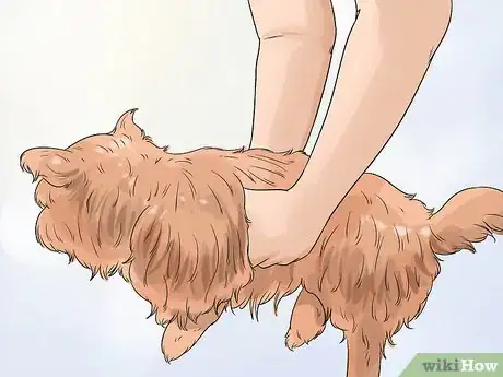 Image titled Groom a Cairn Terrier Step 3