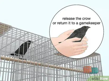 Image titled Catch Crows Step 14