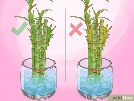 Image titled Take Care of Lucky Bamboo Step 12