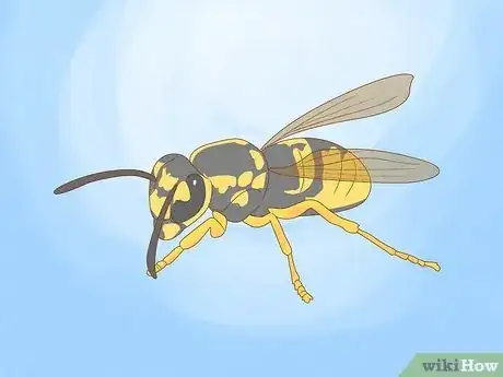 Image titled Get Rid of a Wasp's Nest Step 13