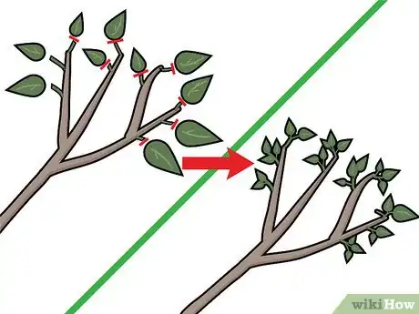 Image titled Prune a Bonsai Tree Step 10