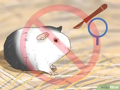 Image titled Neuter a Guinea Pig Step 4