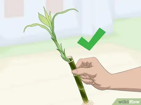 Image titled Propagate Lucky Bamboo Step 2