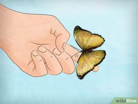 Image titled Raise Butterflies Step 12