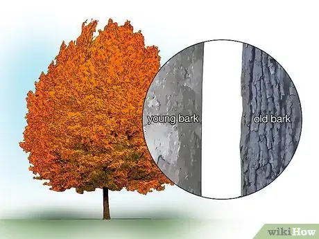 Image titled Identify Common Species of Maple Trees Step 8