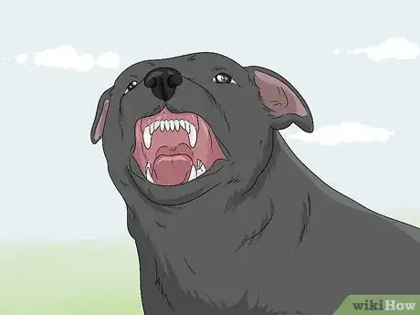 Image titled Identify a Pitbull Step 13