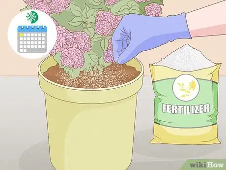 Image titled Grow Hydrangeas in a Pot Step 15