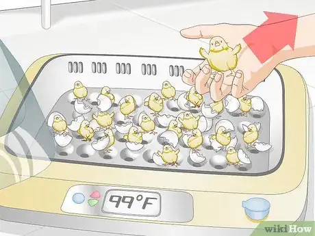 Image titled Use an Incubator to Hatch Eggs Step 26