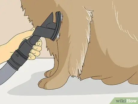 Image titled Vacuum Your Dog Step 8