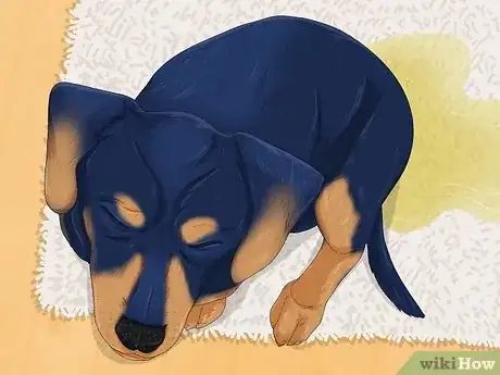 Image titled Tell if a Dog Is in Pain Step 10