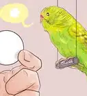 Teach Parakeets to Talk