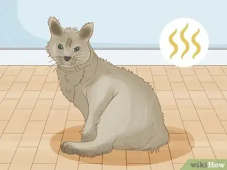 Image titled Tell if Your Cat Wants Another Cat Step 7