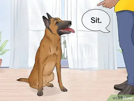 Image titled Identify a Belgian Malinois Step 12