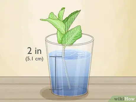 Image titled Grow Mint from Cuttings Step 3