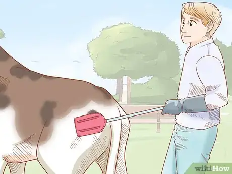 Image titled Care for Cattle Step 13