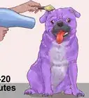 Dye a Dog's Fur