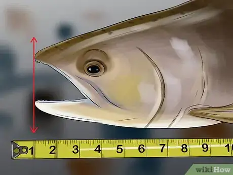 Image titled Measure Fish Step 3