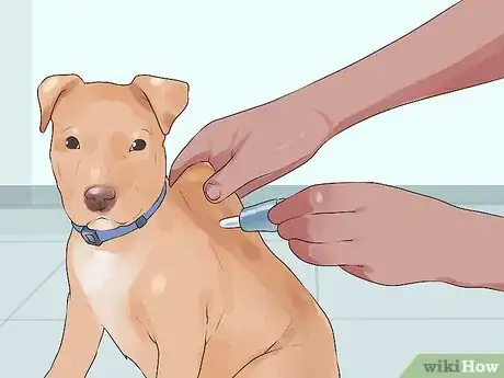 Image titled Take Newborn Puppies for Their First Vet Checkup Step 16