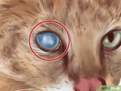 Image titled Diagnose Feline Cataracts Step 3