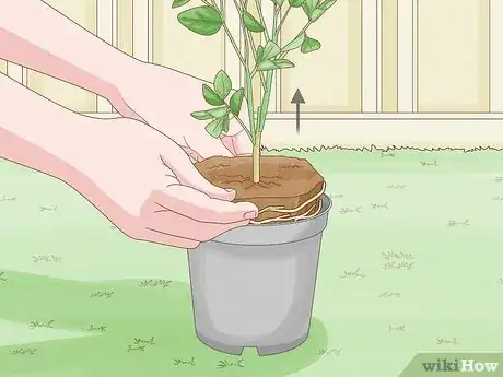 Image titled Plant Step 23