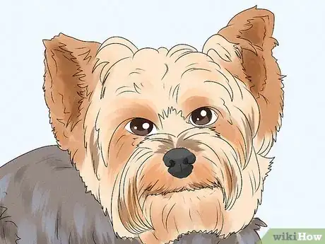 Image titled Identify a Yorkshire Terrier Step 4