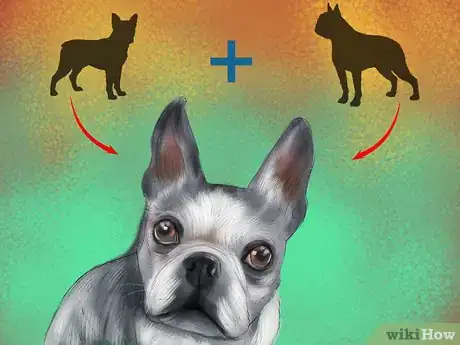 Image titled Diagnose Eye Problems in Boston Terriers Step 9