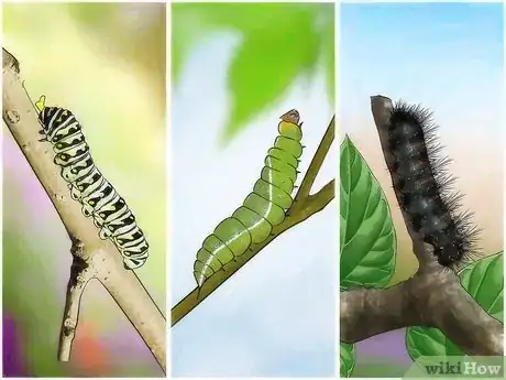 Image titled Take Care of a Caterpillar Until It Turns Into a Butterfly or Moth Step 1