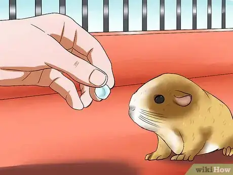 Image titled Get Your Guinea Pig to Stop Biting You Step 9