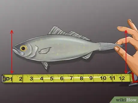 Image titled Measure Fish Step 4