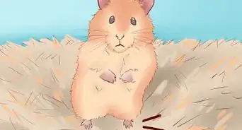 Treat Your Hamster's Broken Leg