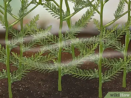 Image titled Grow Yarrow Step 12