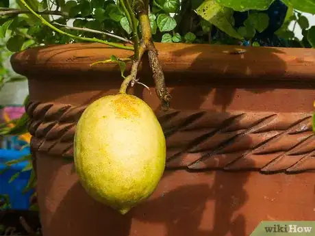 Image titled Ripen Lemons Step 5