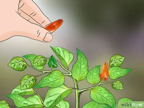 Image titled Grow Mini Peppers from Seed Step 13