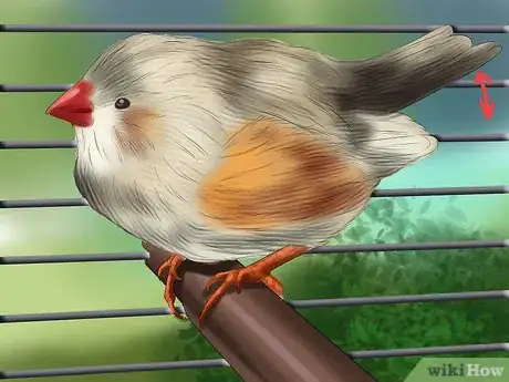 Image titled Raise Zebra Finches Step 20