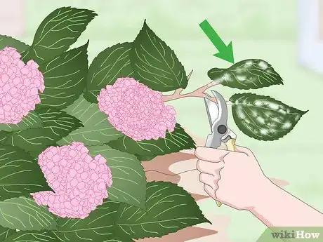 Image titled Keep Hydrangeas Alive Step 14