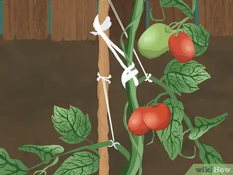 Image titled Tie up Tomatoes Step 11