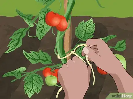 Image titled Tie up Tomatoes Step 3