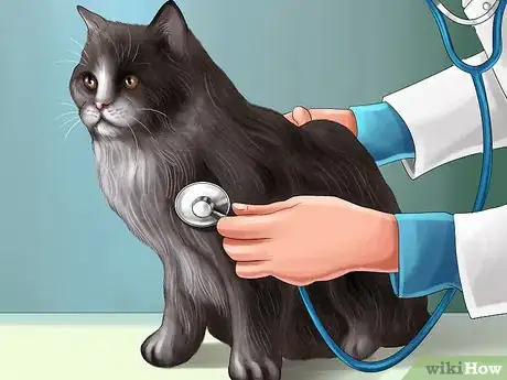 Image titled Diagnose and Treat Blood Clots in Cats Step 5