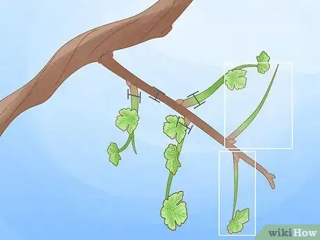 Image titled Prune Grape Vines Step 11