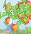 Grow Apricots