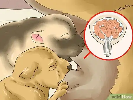 Image titled Treat Mother Dogs with Sore or Infected Nipples Step 9