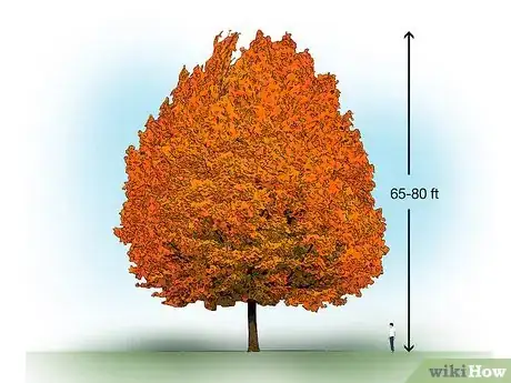 Image titled Identify Common Species of Maple Trees Step 7