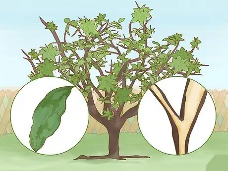 Image titled Identify Lemon Tree Diseases Step 1