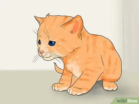 Image titled Tell How Old a Kitten Is Step 8