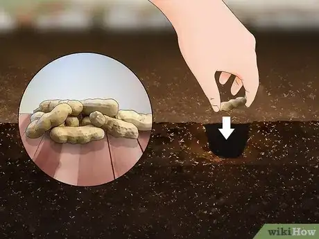 Image titled Grow Nuts Step 1