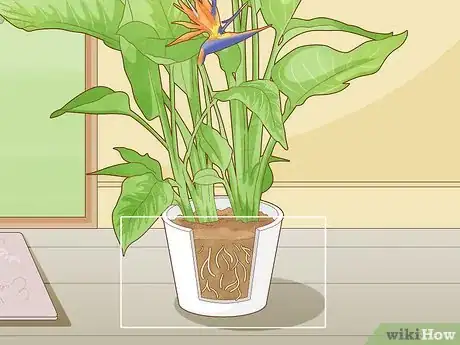 Image titled Get a Bird of Paradise to Bloom Step 6