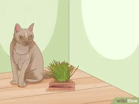 Image titled Give Cat Grass to a Cat Step 14